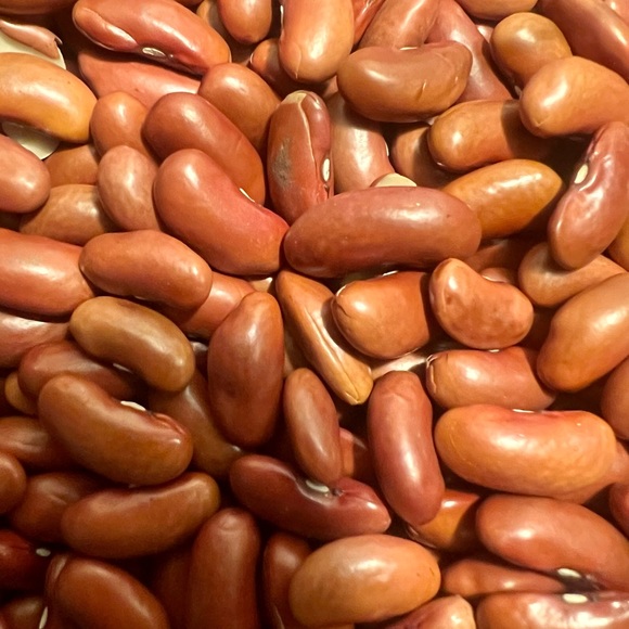 Red Kidney Beans Seed Grains Drought-Tolerant Birds Parrots 1 LB - Picture 2 of 3